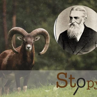 STOPY - MUFLÓNI